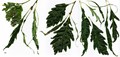 SpeciesSub: 'Laciniata Crispa' SpeciesSub: 'Laciniata Crispa'
